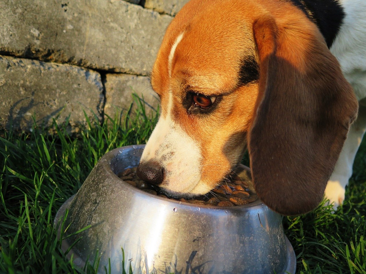 best low fat foods for dogs