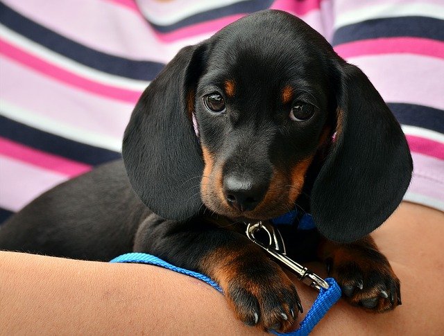 doxie