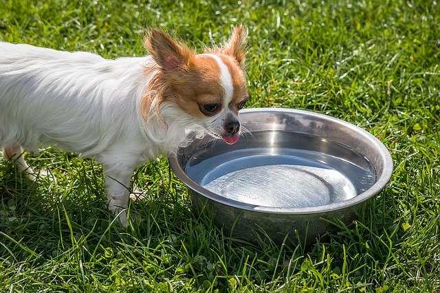 how much water should dogs drink