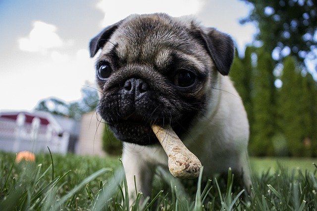 pug puppy with dog treat in mouth