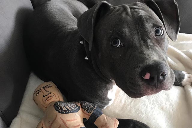 blue nose pit bull puppy