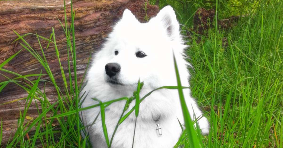 info about the samoyed breed