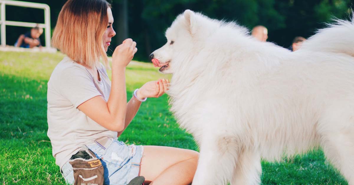 medical conditions of samoyeds