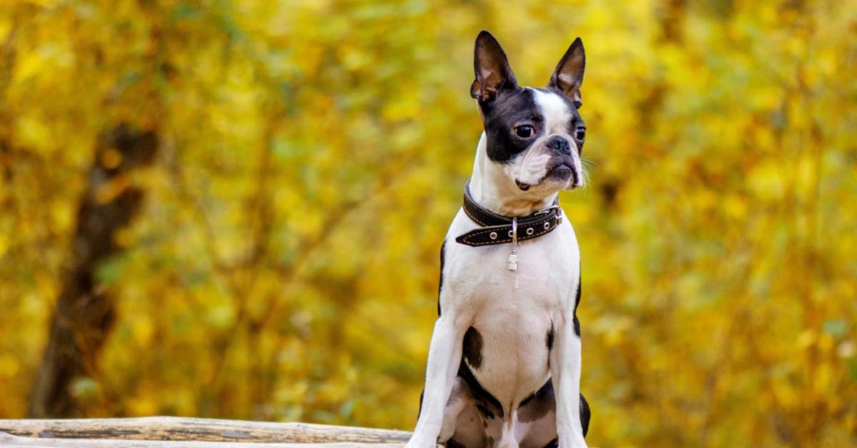 are boston terriers sociable dogs