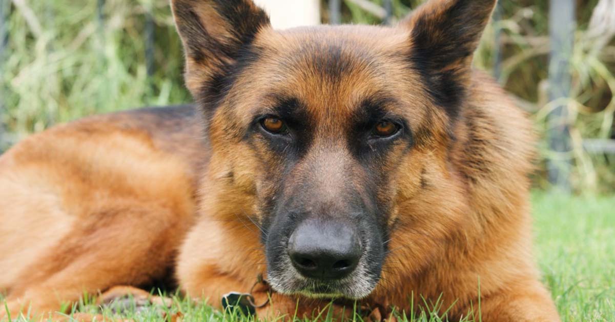 facts about the german shepherd