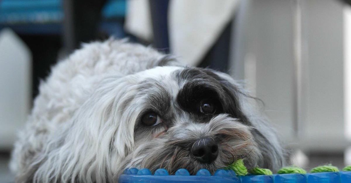 medical conditions of havanese