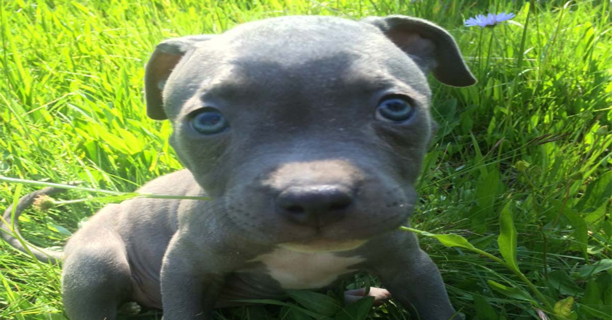 what is a blue nose pit bull