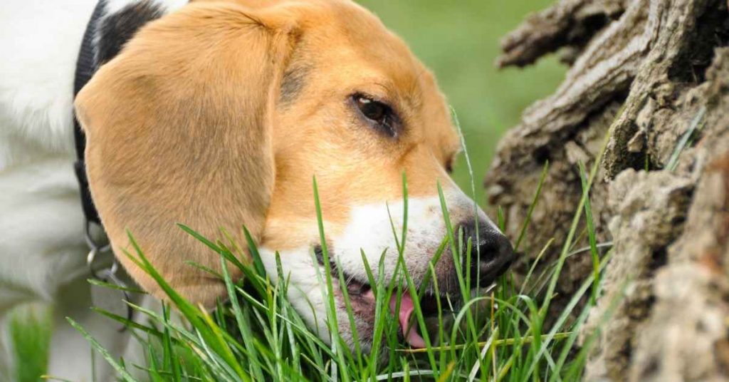 why do dogs eat grass