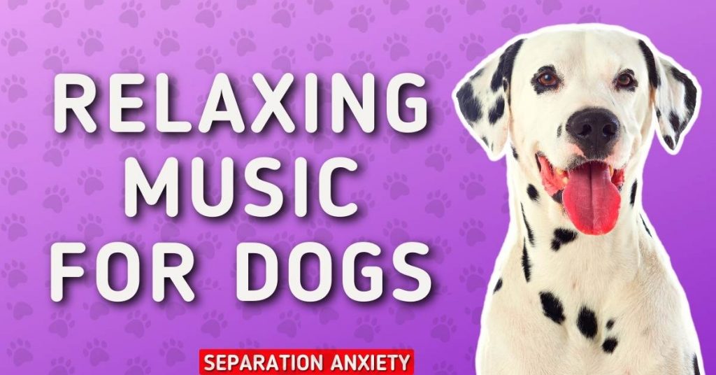Relaxing Music for Dogs Separation Anxiety