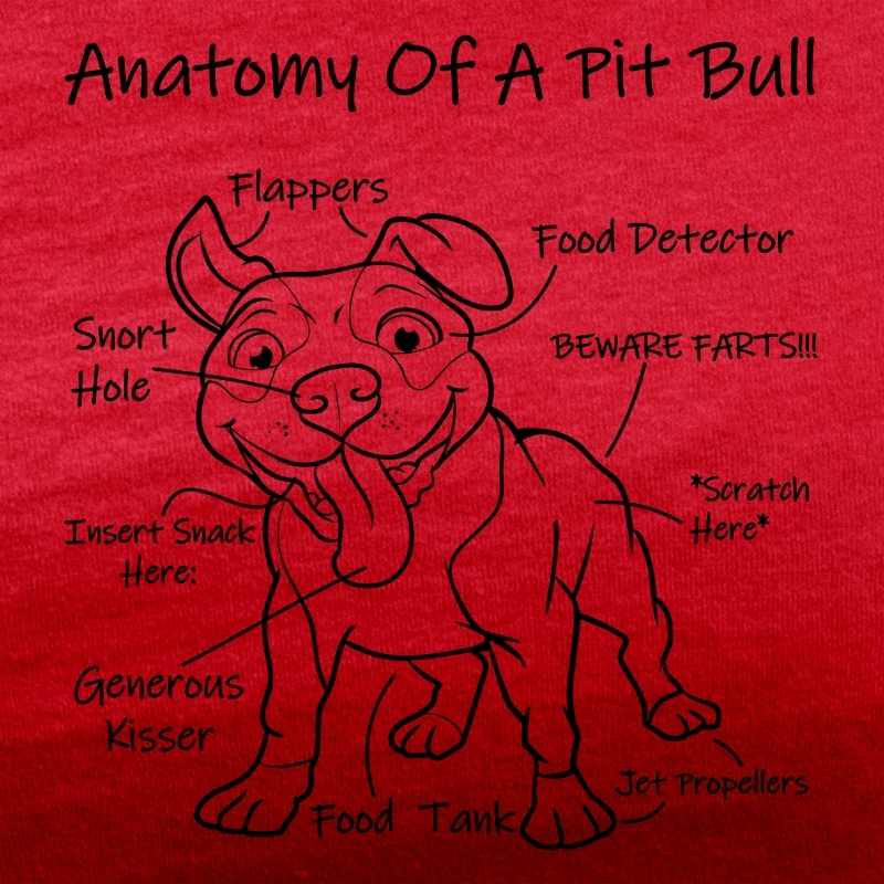 anatomy of a pit bull red tee black design