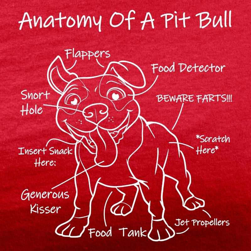 anatomy of a pit bull red tee white design