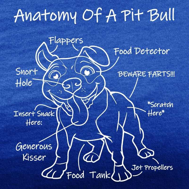 anatomy of a pit bull royal blue tee white design