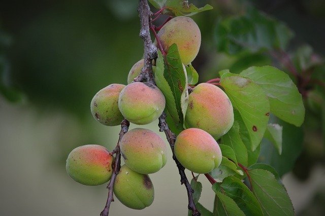 can dogs eat apricots