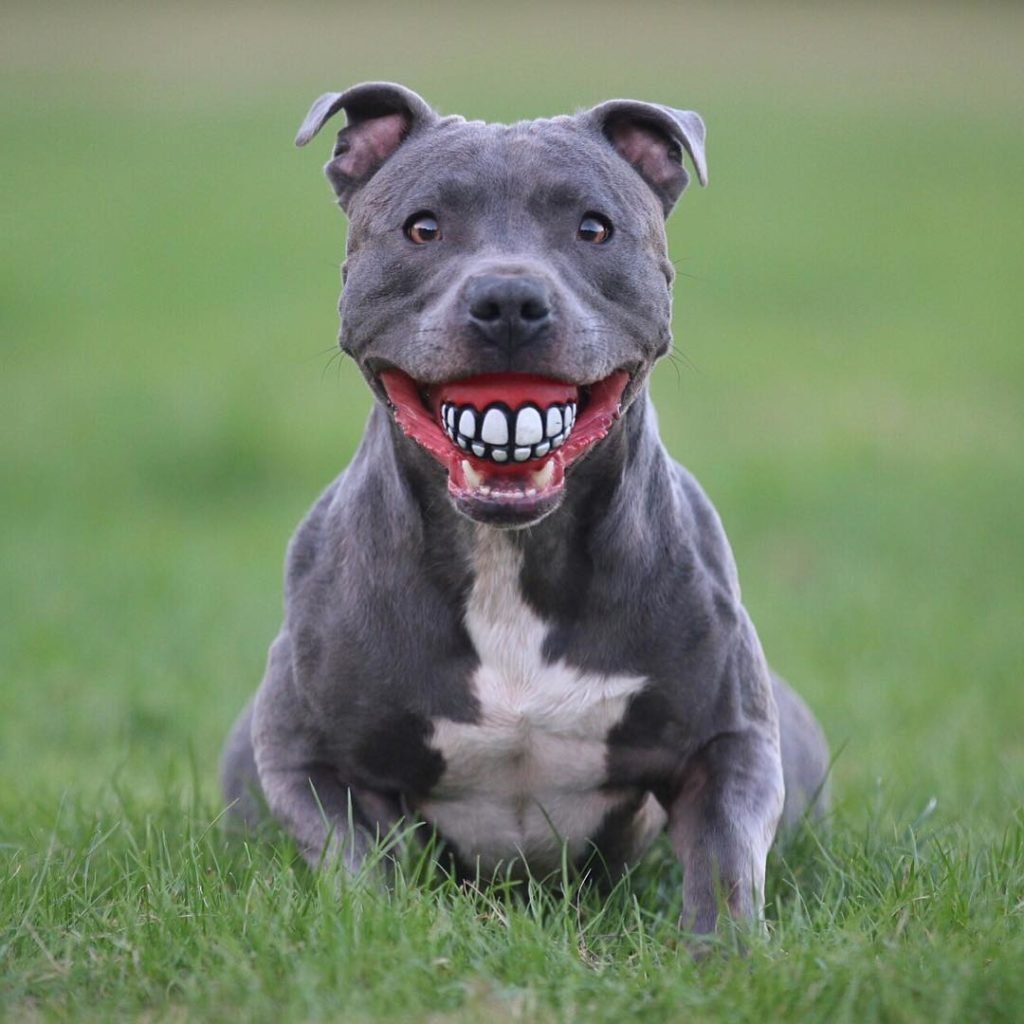 squeaky toys for pit bulls