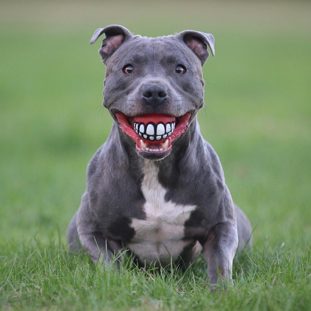toughest chew toys for pit bulls