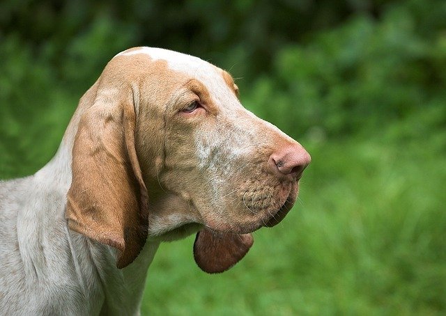 bloodhound k9