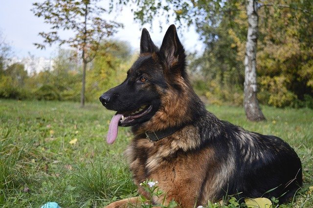 German Shepherd k9