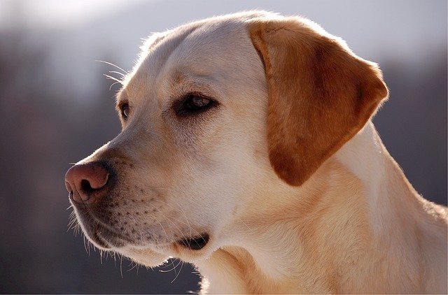 golden retriever police k9