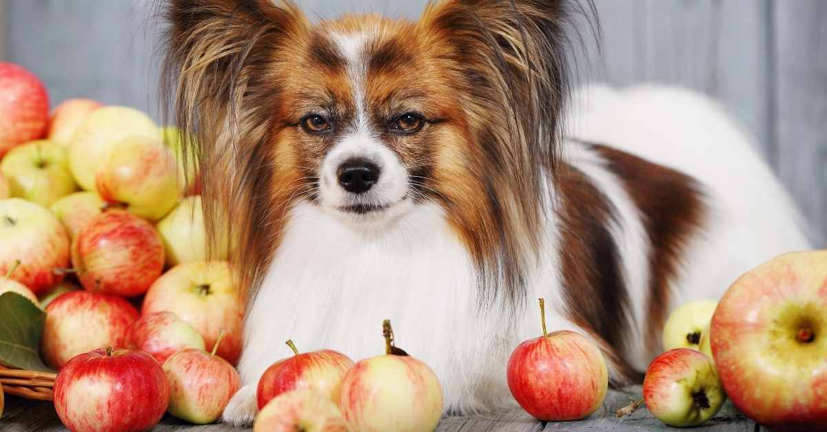 can dog eat apple slices