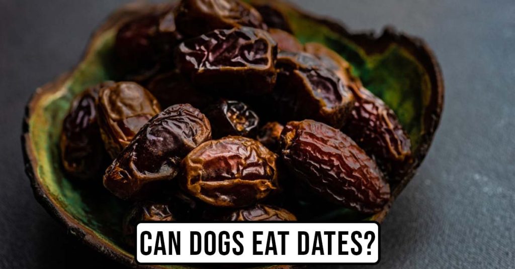 can dogs eat dates featured