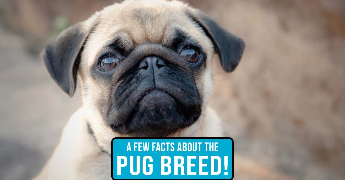 Pugs Are Awesome Dogs - Pug facts - The Truth About Pugs