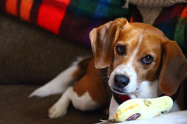 Can Dogs Have Pasta - What Pastas Can Dogs Eat