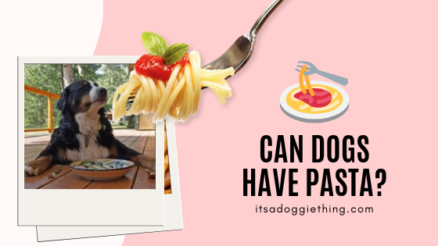 can dogs eat pasta -