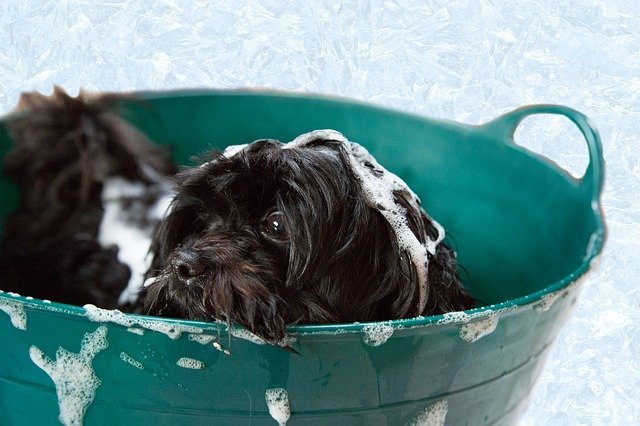 dog bath