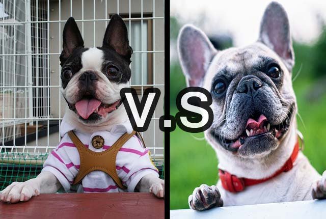 boston terrier vs french bulldog