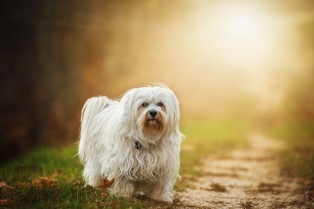 how much does a havanese cost