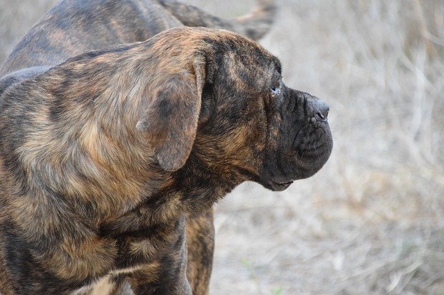 How Much Does A Cane Corso Cost Cane Corso Price