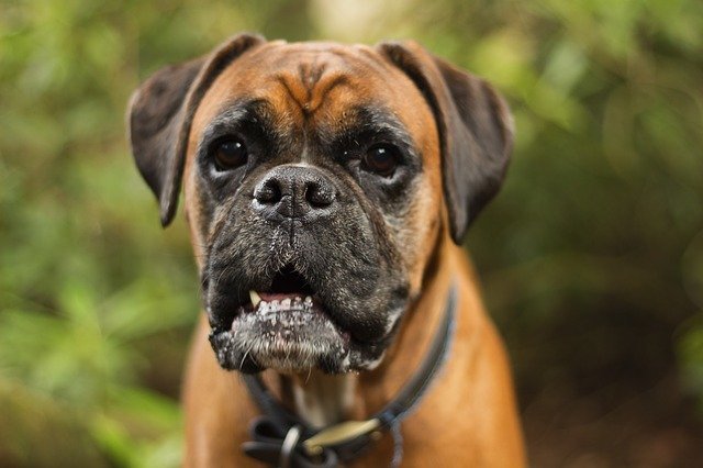 boxer dog