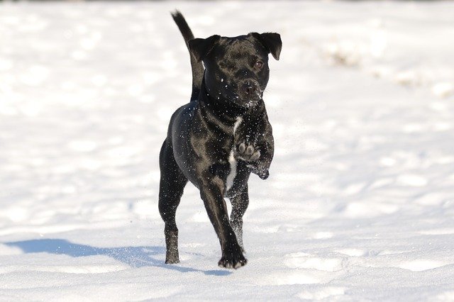 patterdale terriers