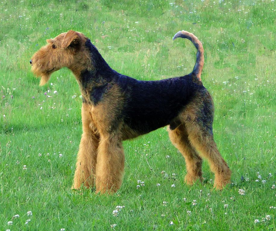 Airedale terrier police dog