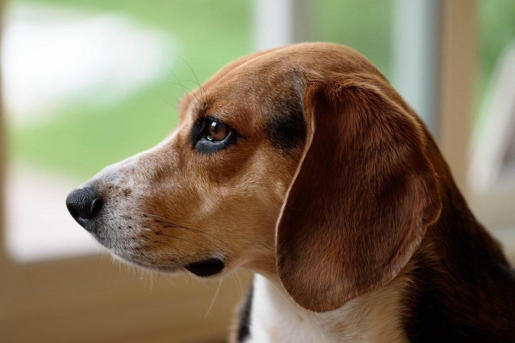 beagle police dog