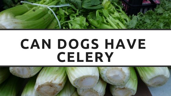 can dogs have celery