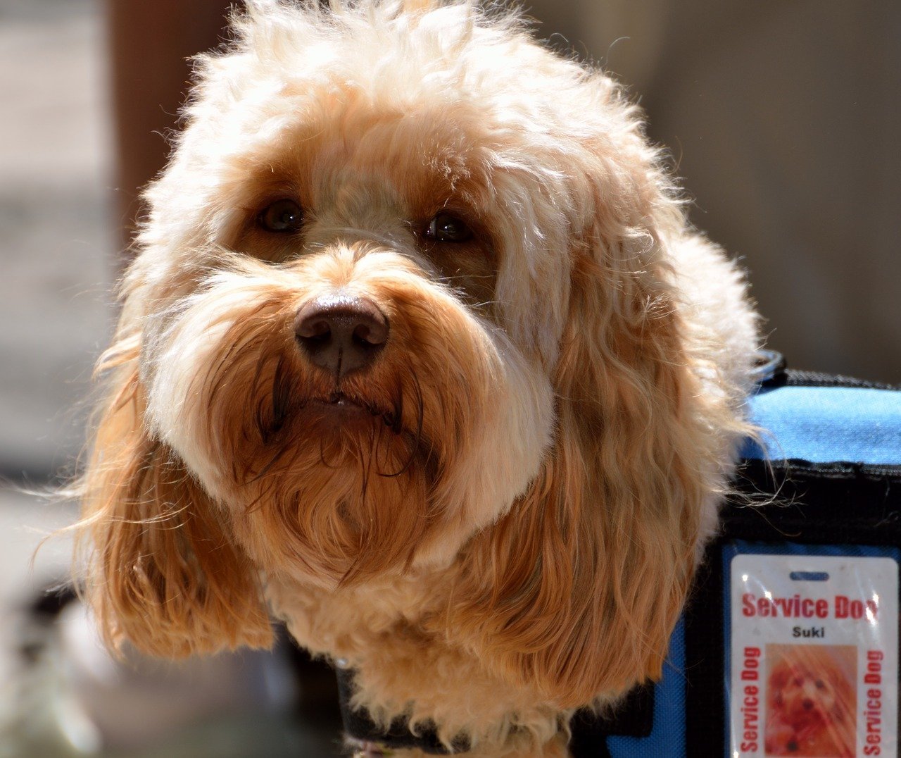 diabetes service dog