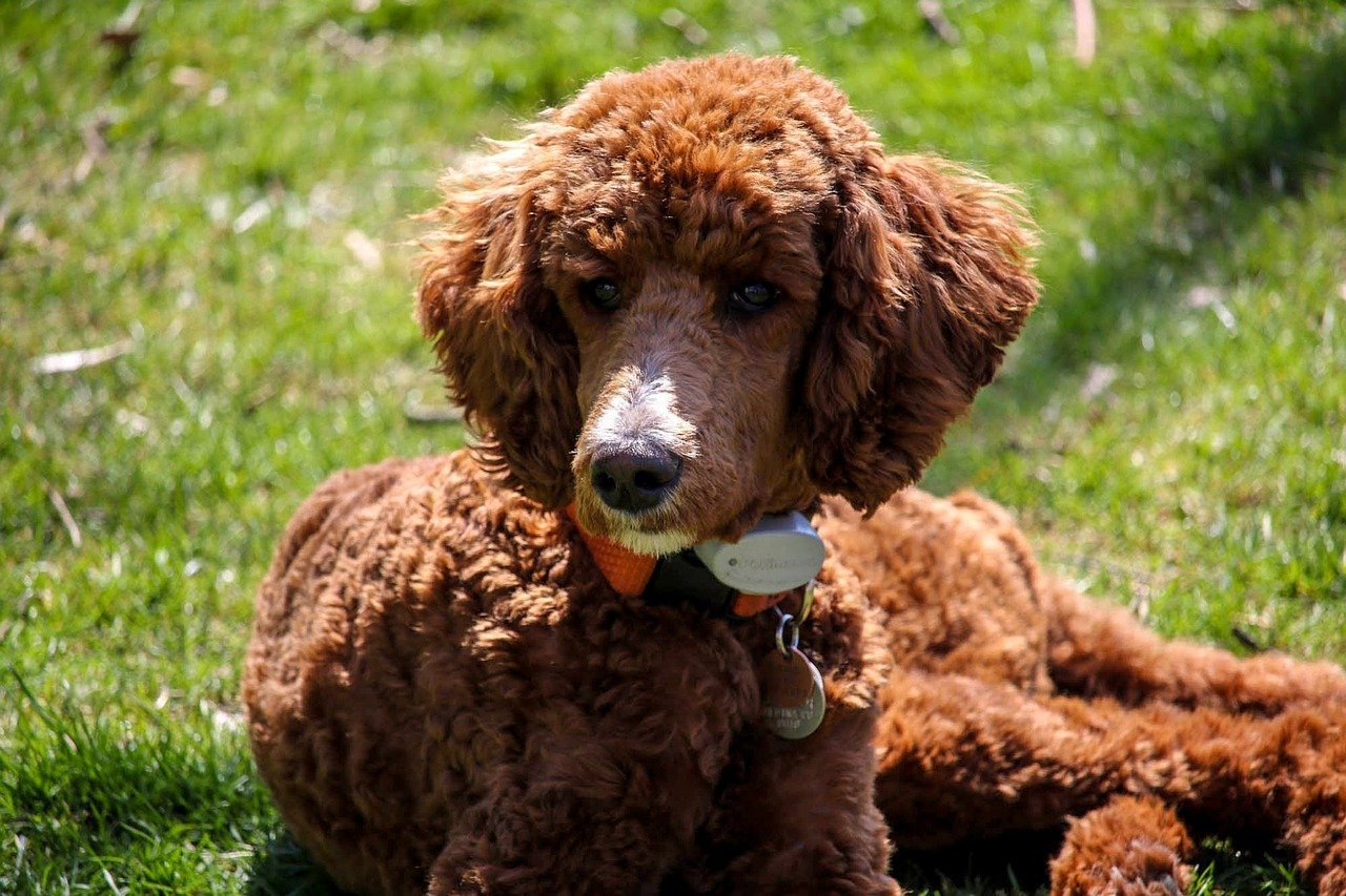 standard poodle