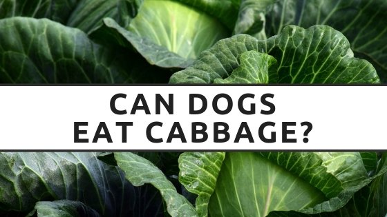 Can Dog Eat Cabbage