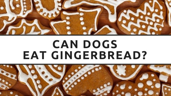 can-dogs-eat-gingerbread-can-my-dog-have-gingerbread