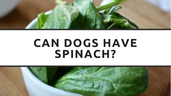 Can Dogs Have Spinach