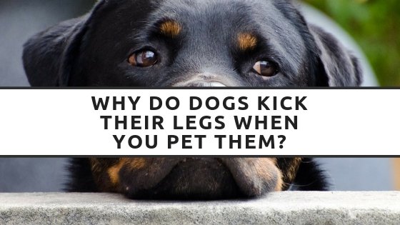 Why Do Dogs Kick Their Legs When You Pet Them
