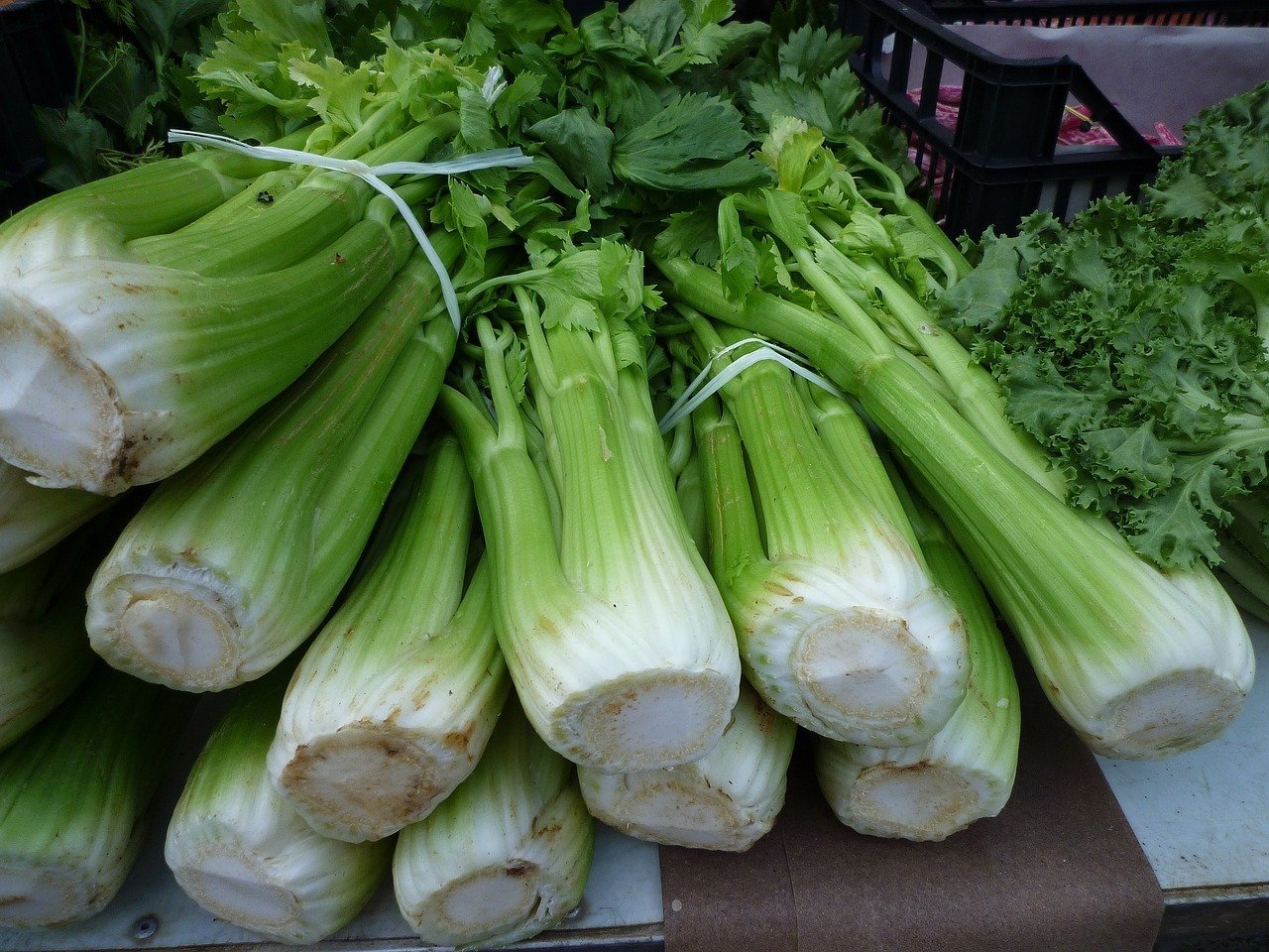 Can Dogs Eat Celery - Is Celery Good To Eat For My Dog?