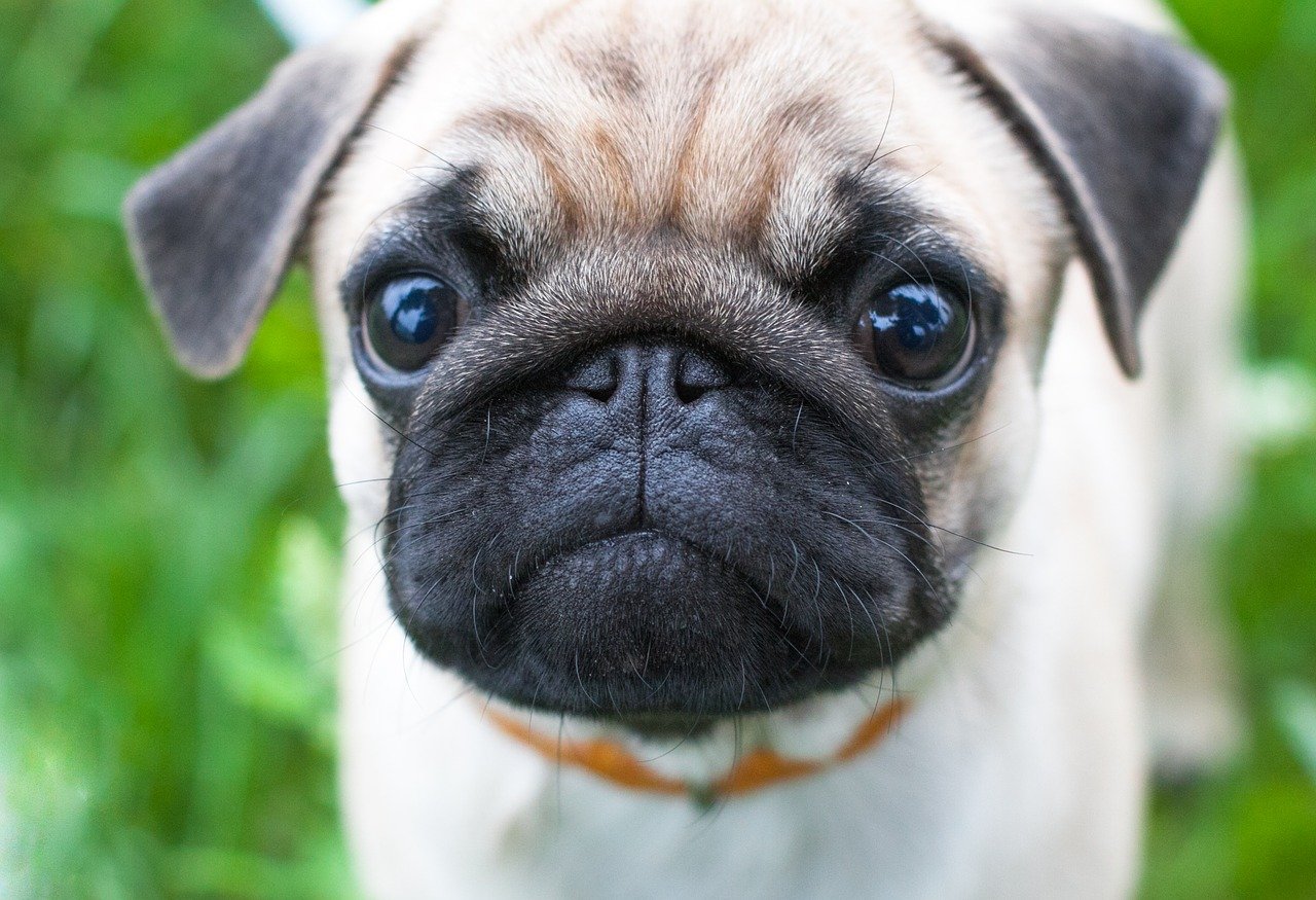 pug puppy close up