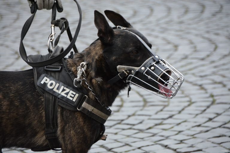 police-dog-training-k9-unit-all-about-k9-dogs