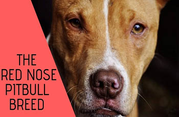 all about dogs the red nose pitbull breed