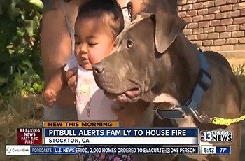 pitbull alerts owner and starts dragging baby from developing fire