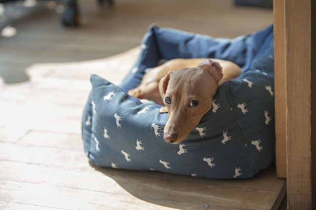 light brown dachshund laying in dog bed