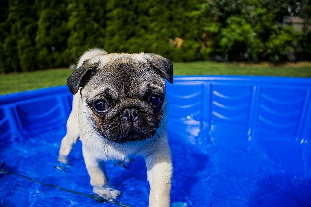 swimming pug in pool