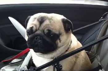 pug gets hyper psyched when they arrive at puggie daycare fi